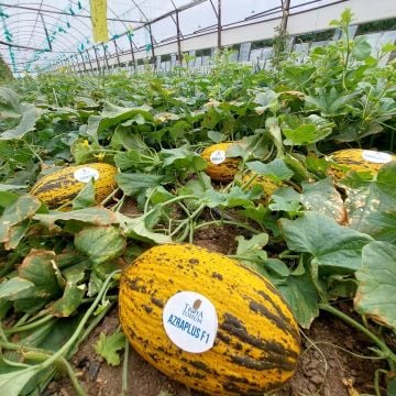 Azra Plus F1 Kırkağaç Kavun Fidesi