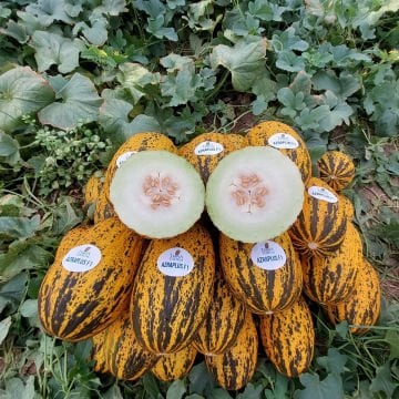 Azra Plus F1 Kırkağaç Kavun Fidesi