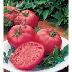 Pembola F1 Pembe Oturak Domates Tohumu