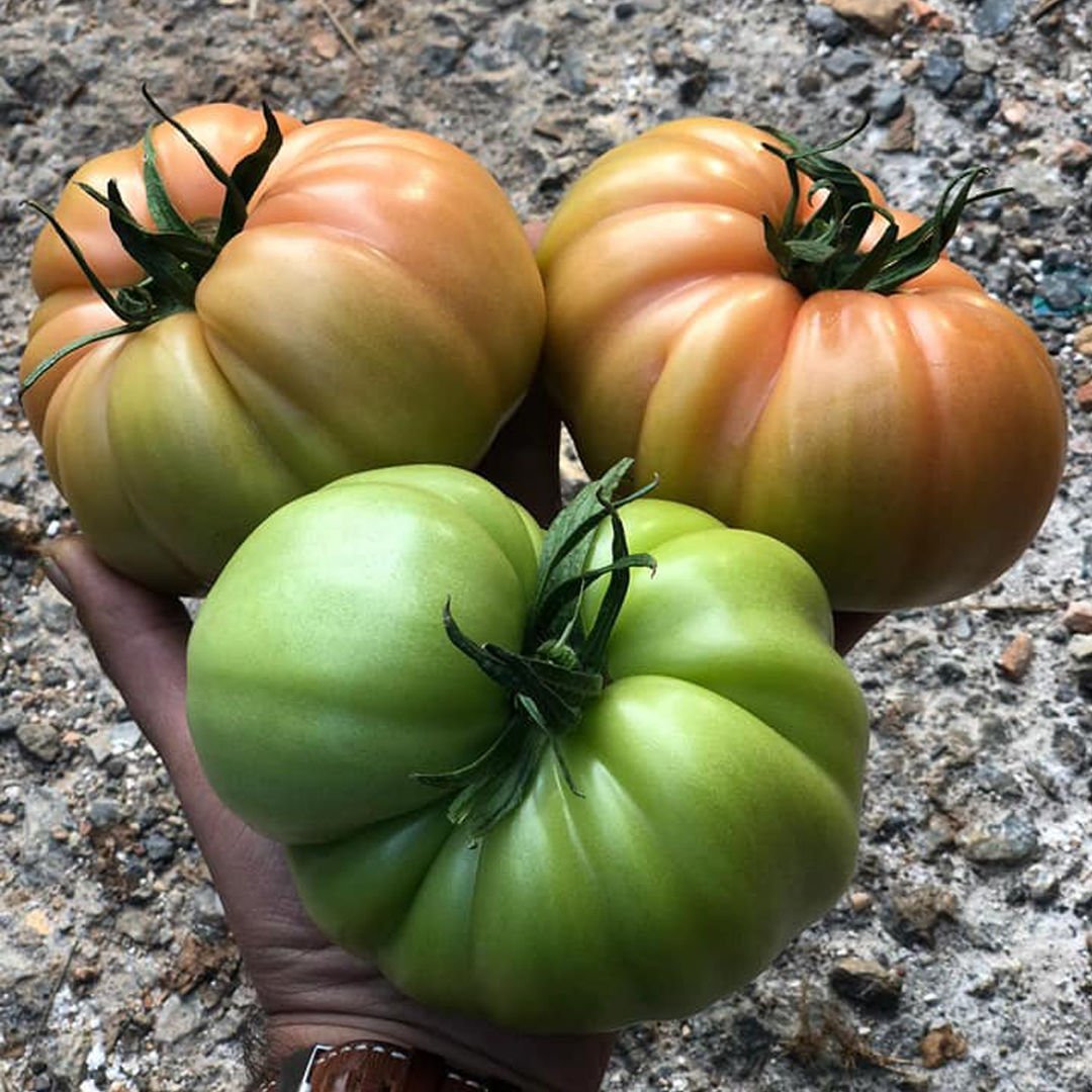 Ergen F1 Pembe Domates Tohumu 1000 Adet