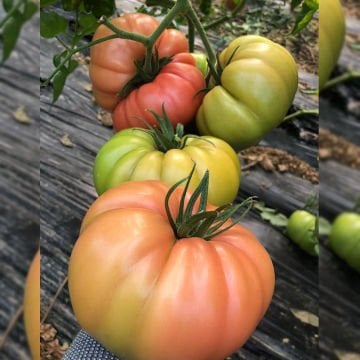 Ergen F1 Pembe Domates Tohumu 1000 Adet