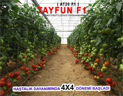Tayfun F1 Domates Fidesi
