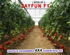 Tayfun F1 Domates Fidesi