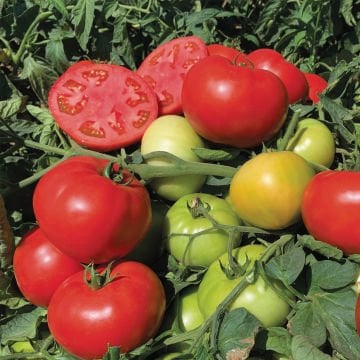 Efekan F1 Oturak Domates Tohumu 1000 Adet