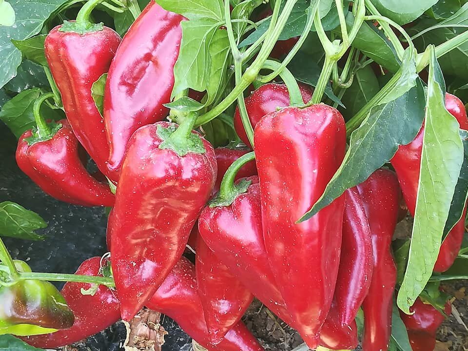 Semerkand F1 Kapya Biber Fidesi