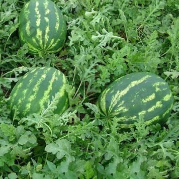 Starbust F1 Karpuz Fidesi