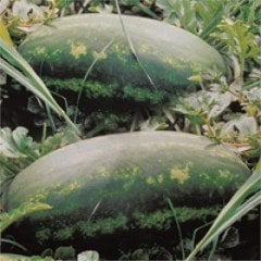 Odipus F1 Karpuz Fidesi