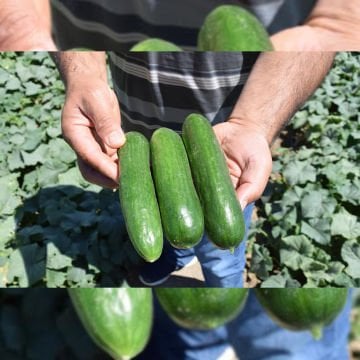 Fenomen F1 Oturak Hıyar Tohumu 2500 Adet