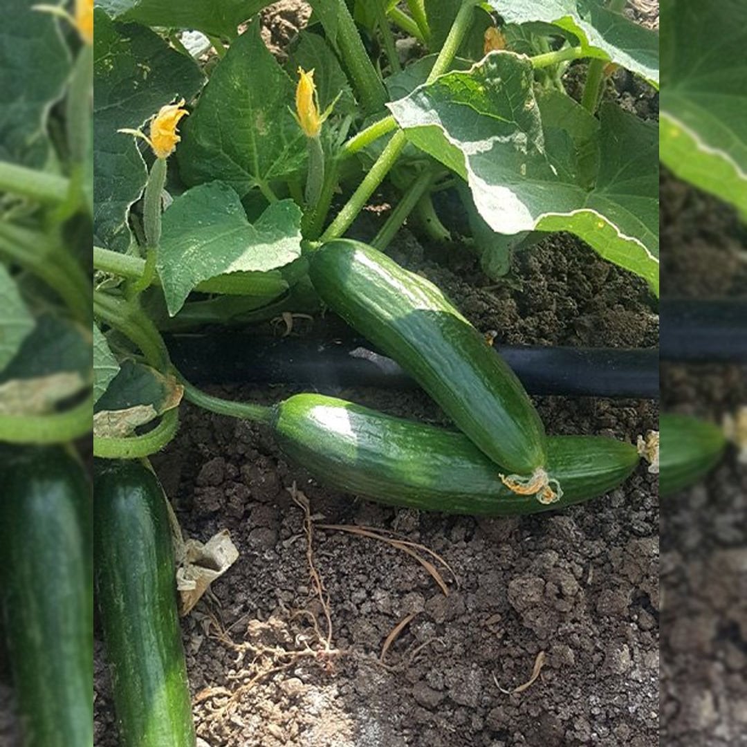 Fenomen F1 Oturak Hıyar Tohumu 2500 Adet