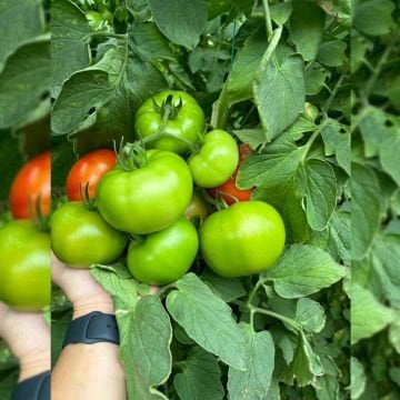 SF130 F1 Beef Domates Fidesi