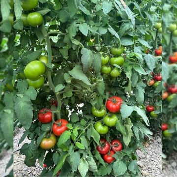 SF130 F1 Beef Domates Tohumu 1000 Adet