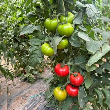 SF130 F1 Beef Domates Tohumu 1000 Adet