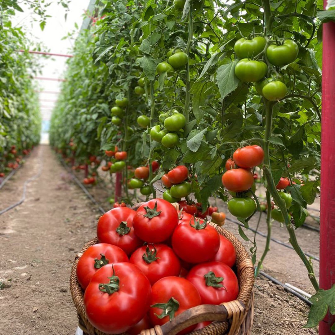 SF130 F1 Beef Domates Tohumu 1000 Adet