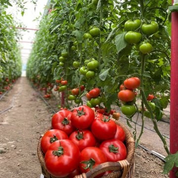 SF130 F1 Beef Domates Tohumu 1000 Adet