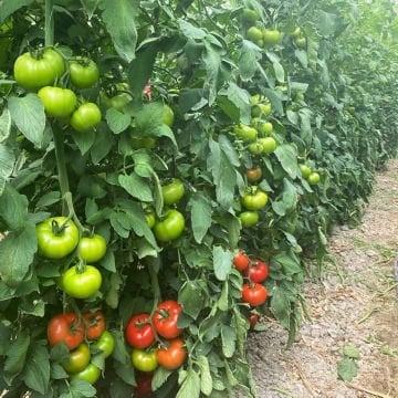 SF130 F1 Beef Domates Tohumu 1000 Adet