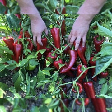 Kaynak F1 Kapya Biber Fidesi