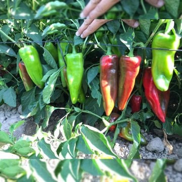 Kaynak F1 Kapya Biber Fidesi