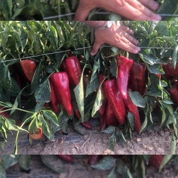 Kaynak F1 Kapya Biber Tohumu 1000 Adet