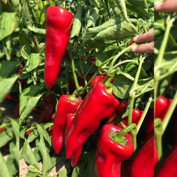 Kaynak F1 Kapya Biber Tohumu 1000 Adet