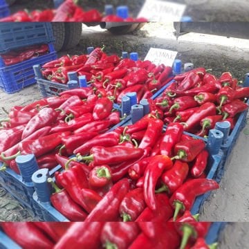 Kaynak F1 Kapya Biber Tohumu 1000 Adet