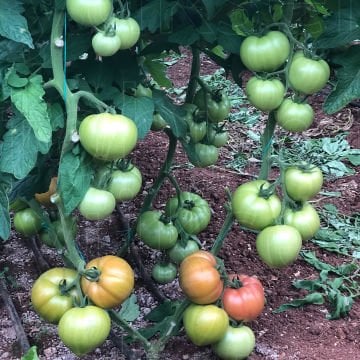 Gusto F1 Pembe Domates Fidesi