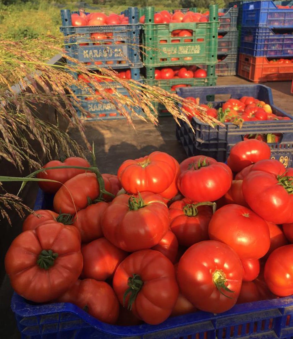 Uzman F1 Köy Domatesi Tohumu 1000 Adet