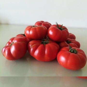 Uzman F1 Köy Domatesi Tohumu 1000 Adet