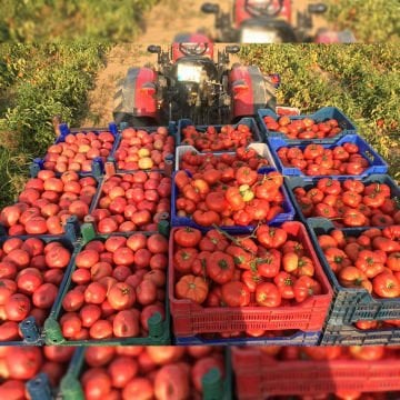 Uzman F1 Köy Domatesi Tohumu 1000 Adet