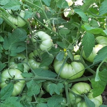 Uzman F1 Köy Domatesi Tohumu 1000 Adet