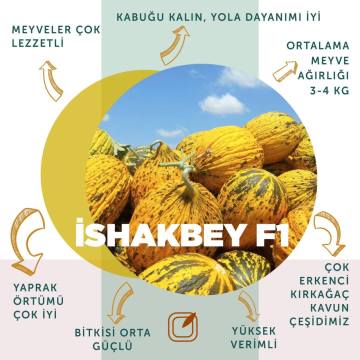 İshakbey F1 Kırkağaç Kavun Fidesi