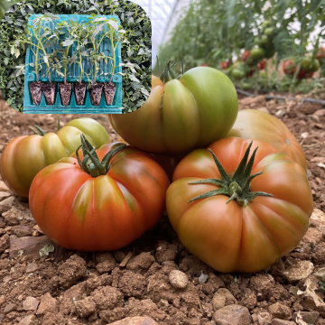 Hibrit Kırmızı Köy Domatesi Fidesi 6 Adet