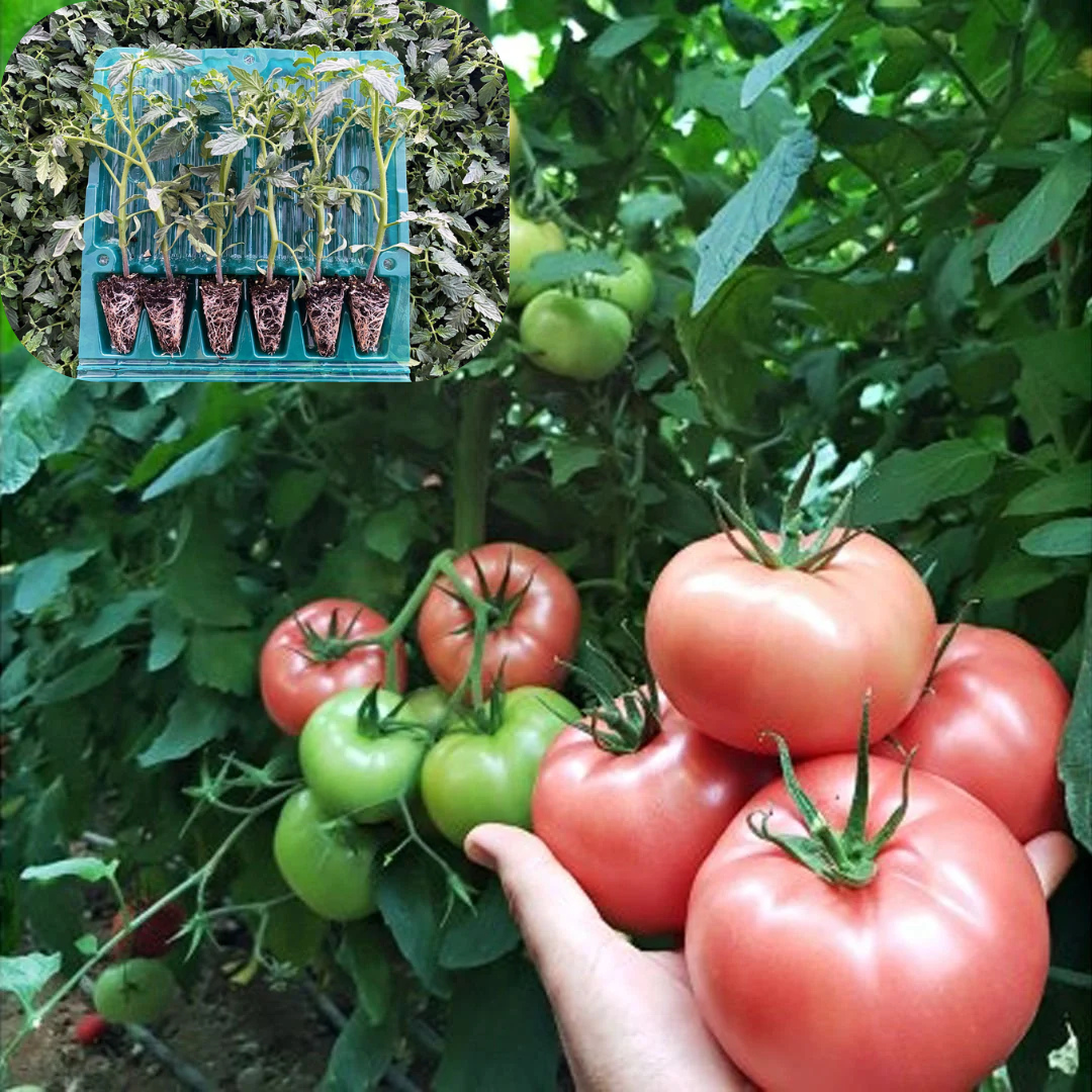 Hibrit Sırık Pembe Domates Fidesi 6 Adet