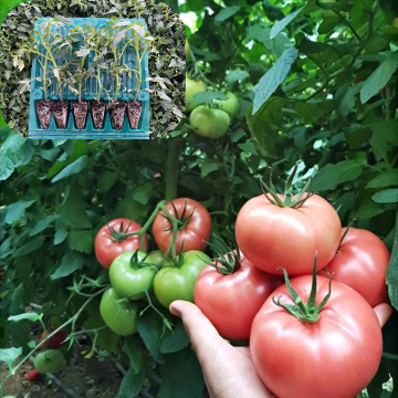 Hibrit Sırık Pembe Domates Fidesi 6 Adet