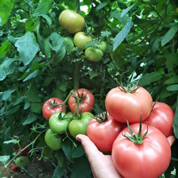 Hibrit Sırık Pembe Domates Fidesi 6 Adet