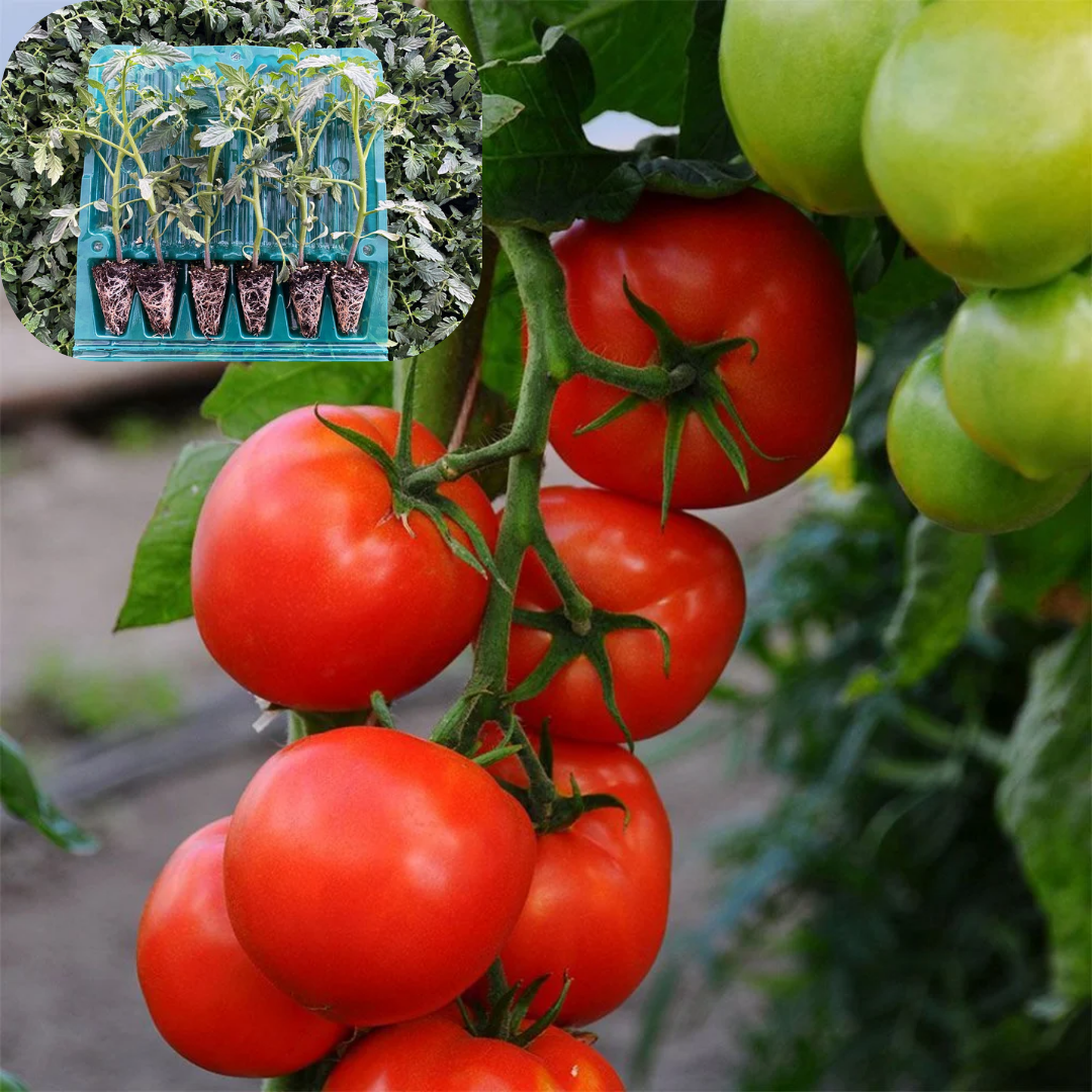 Hibrit Sırık Domates Fidesi 6 Adet