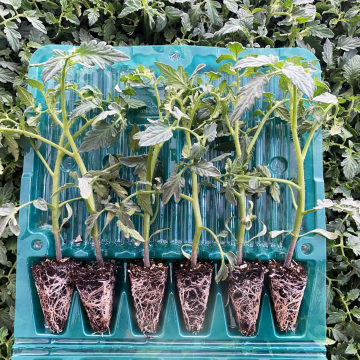 Hibrit Sırık Domates Fidesi 6 Adet