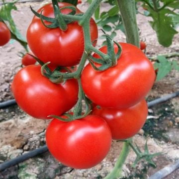 Hibrit Sırık Domates Fidesi 6 Adet