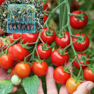 Hibrit Çeri Domates Fidesi 6 Adet