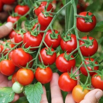Hibrit Çeri Domates Fidesi 6 Adet