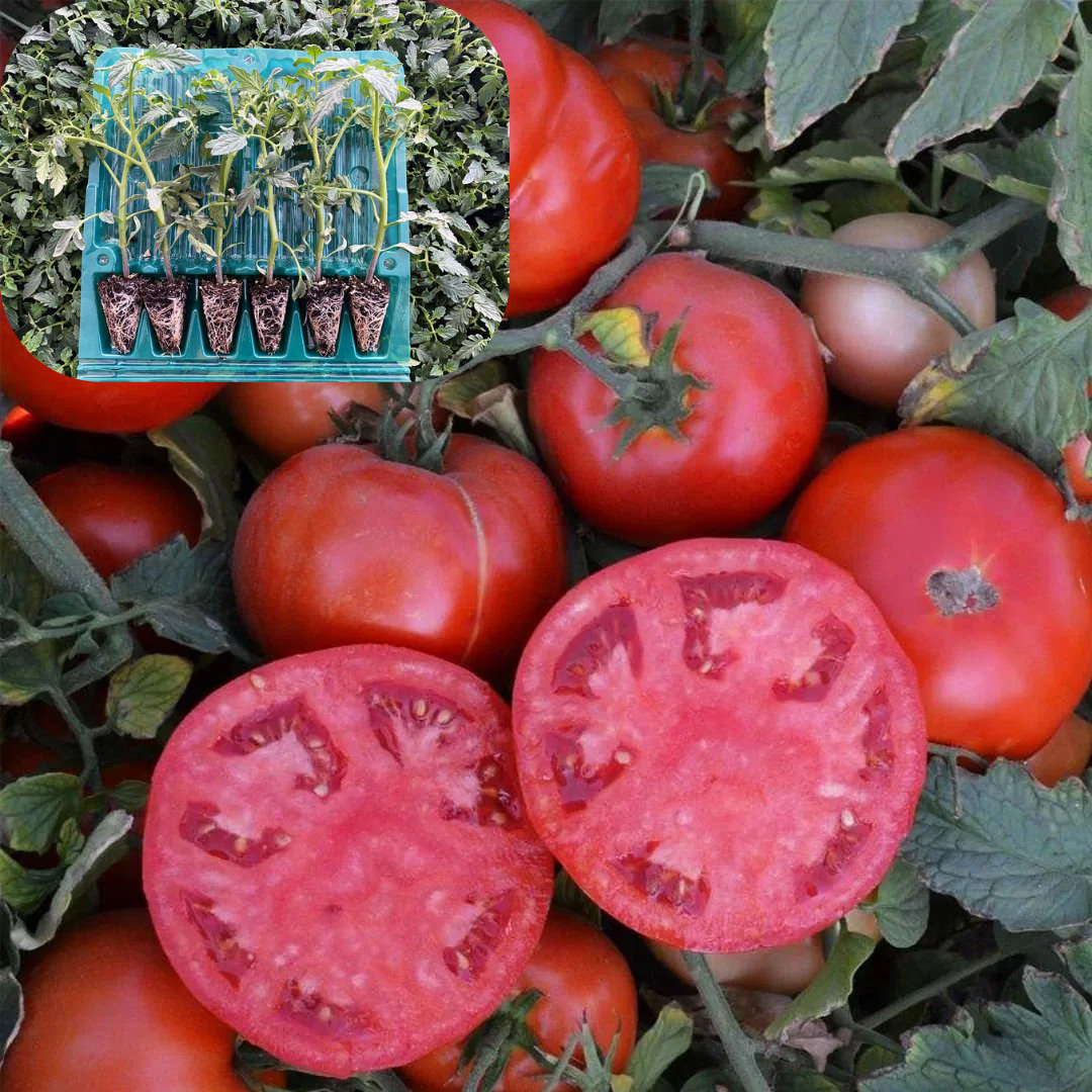 Hibrit Oturak Domates Fidesi 6 Adet