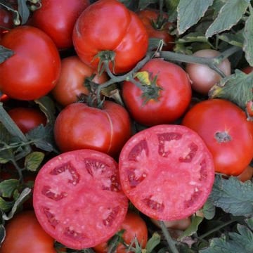 Hibrit Oturak Domates Fidesi 6 Adet