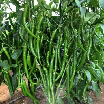 Hibrit Tatlı Sivri Biber Fidesi 6 Adet