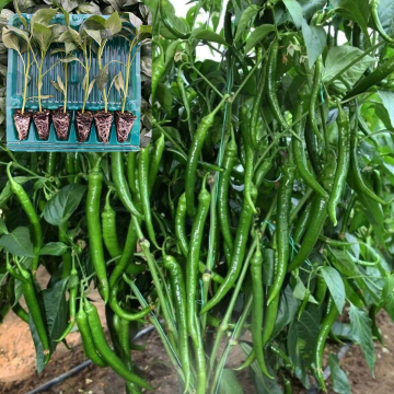 Hibrit Tatlı Sivri Biber Fidesi 6 Adet