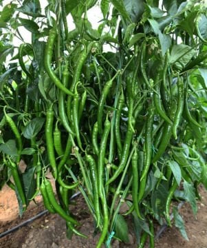 Hibrit Tatlı Sivri Biber Fidesi 6 Adet