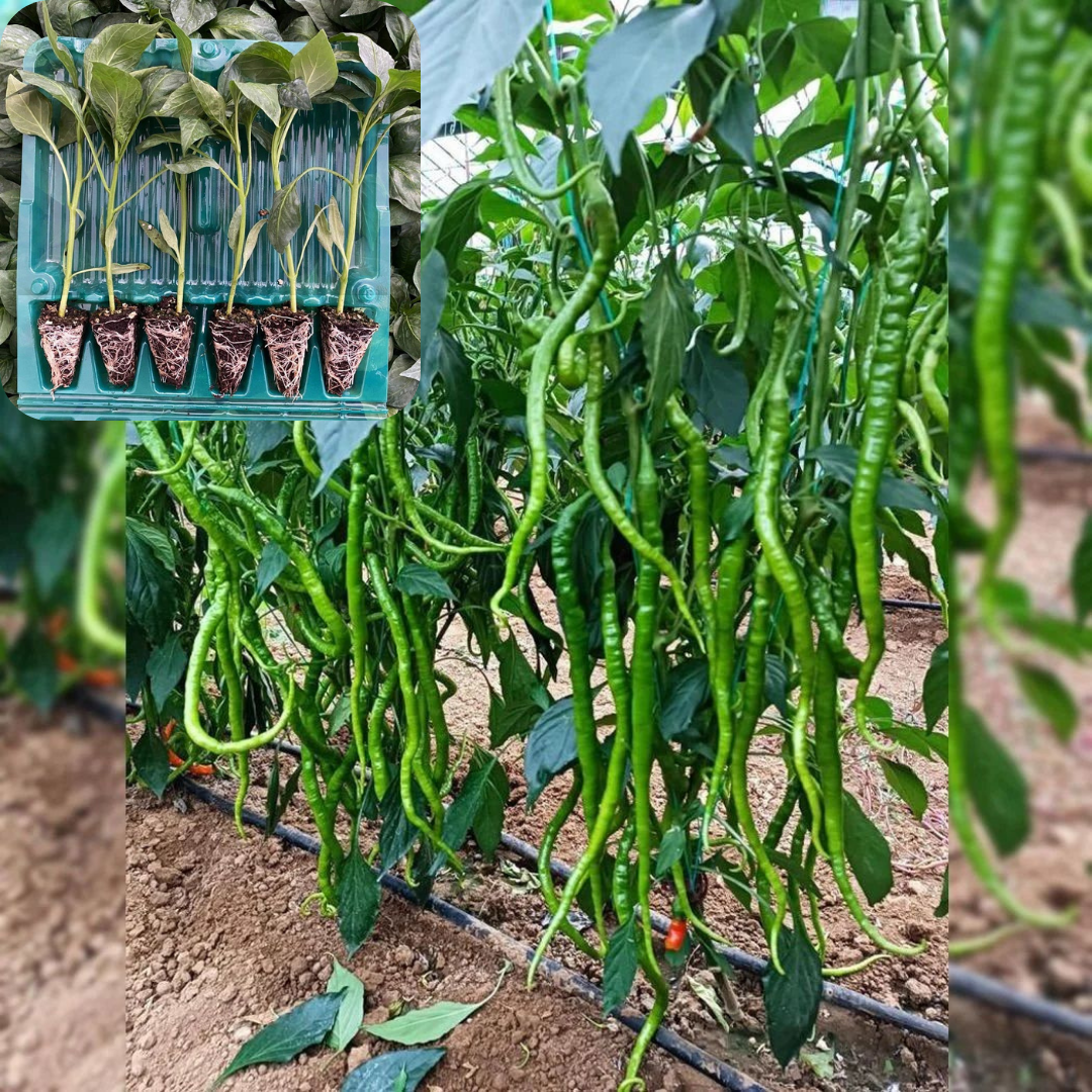 Hibrit Tatlı Kıl Biber Fidesi 6 Adet