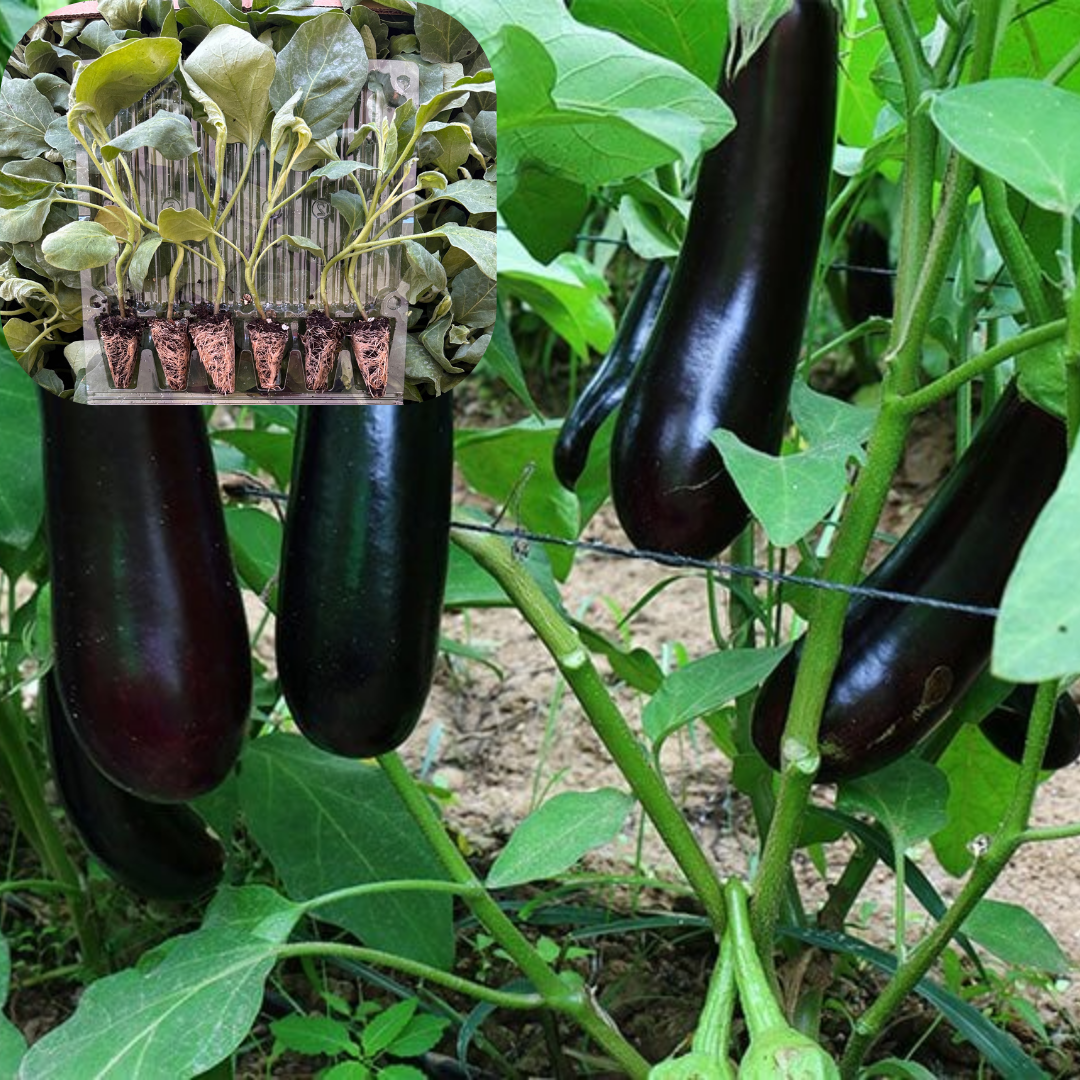 Hibrit Patlıcan Fidesi 6 Adet