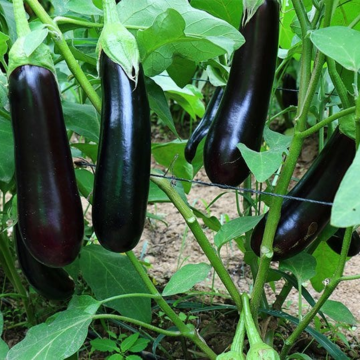 Hibrit Patlıcan Fidesi 6 Adet