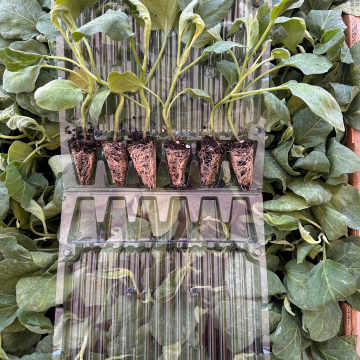 Hibrit Patlıcan Fidesi 6 Adet