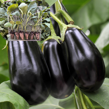 Hibrit Topan Patlıcan Fidesi 6 Adet