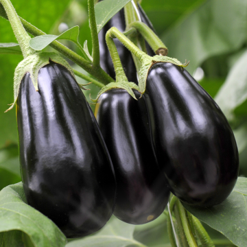 Hibrit Topan Patlıcan Fidesi 6 Adet